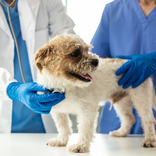 serviços de consulta veterinária