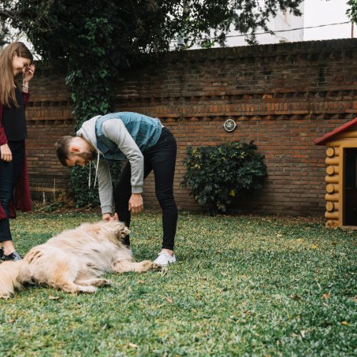 serviço hotéis para pets